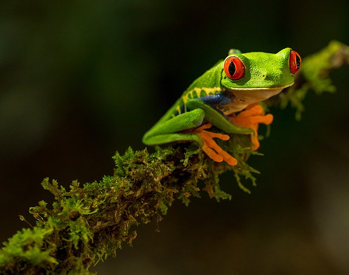 Макроснимок зеленой лягушки на листе
