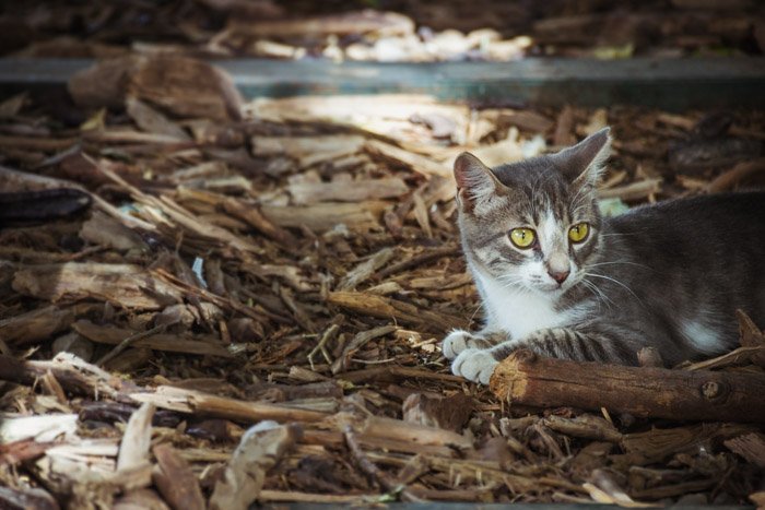 бездомная кошка среди листьев и опавших веток