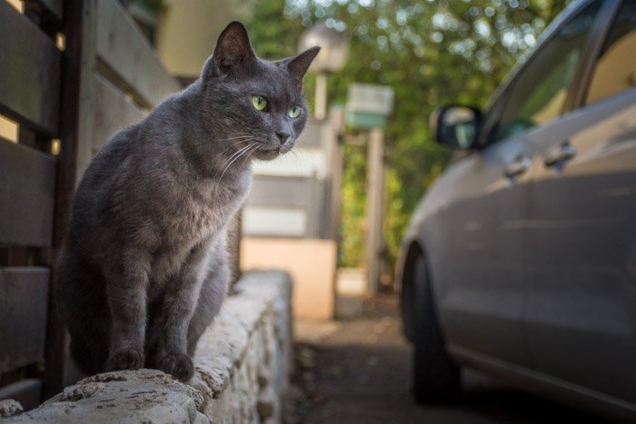 бездомная кошка фото возле машины