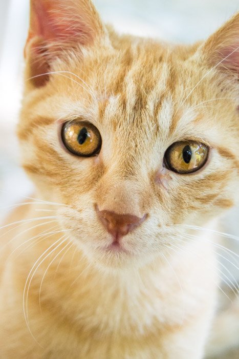 Портрет оранжевой кошки с желтыми глазами вблизи