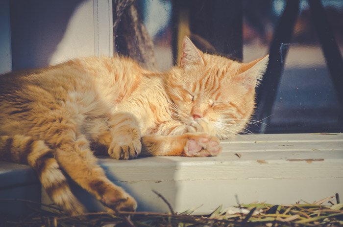 кошачья фотография сонного оранжевого кота