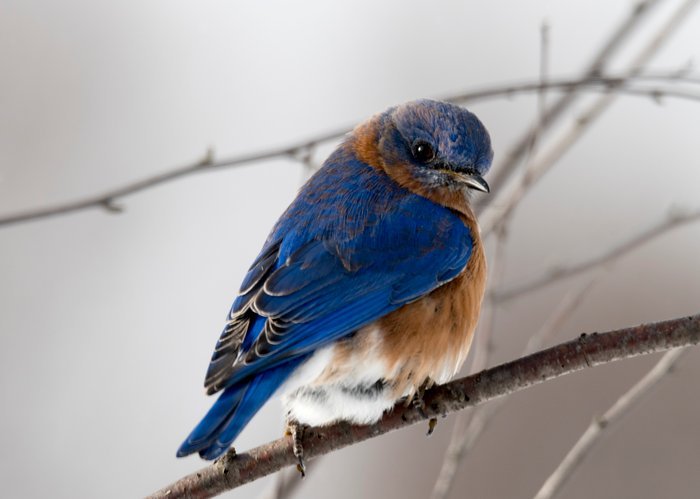 Фотография дикой природы синей птицы на ветке