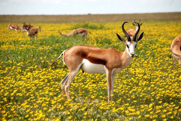 Фотография дикой природы пасущихся антилоп