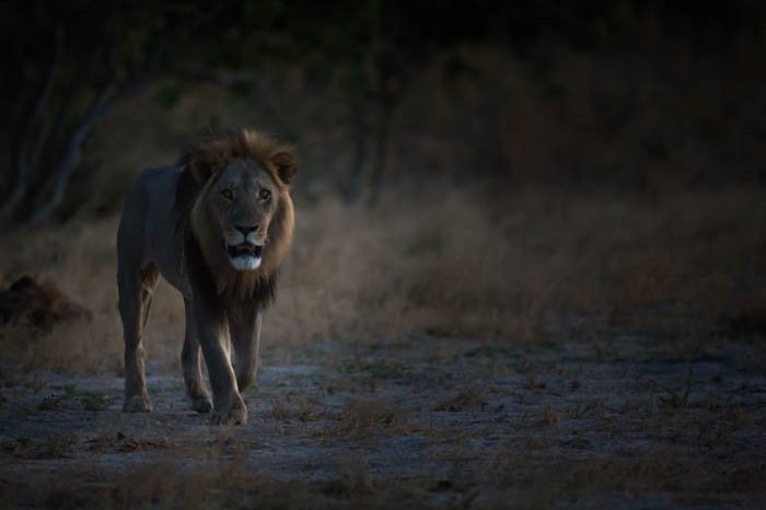 Moody low key photography of a male lion walking through the landscape towards the camera