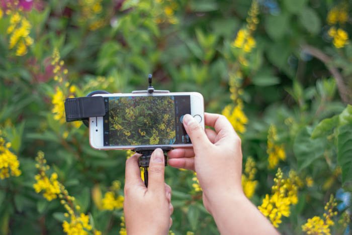 макросъемка iphone, показывающая человека, держащего iphone и фотографирующего цветы