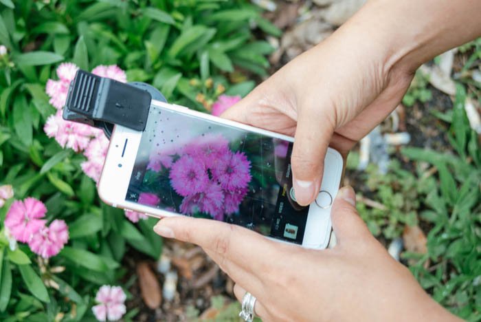 человек фотографирует розовые цветы с iphone