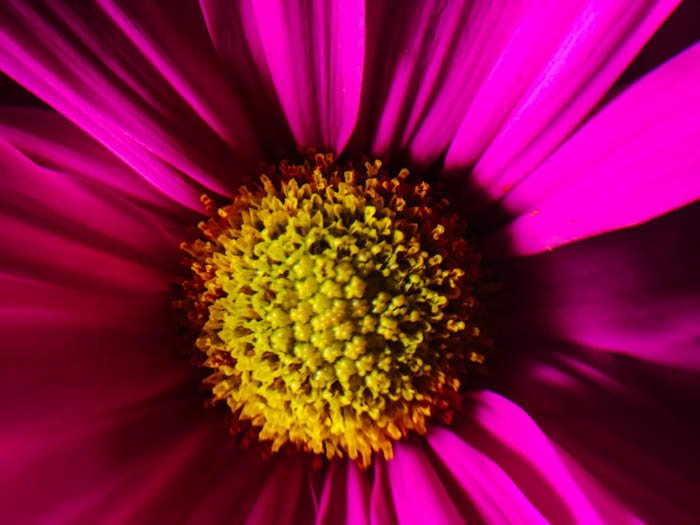 макрофотография розового цветка