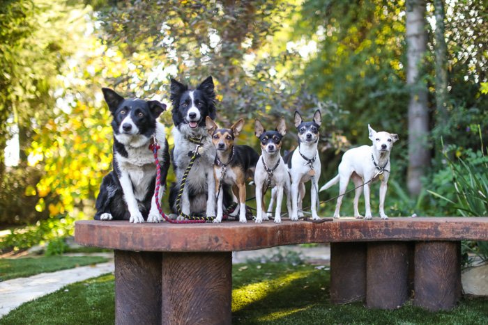 Пример бизнеса по фотосъемке домашних животных, портрет 6 собак, стоящих на скамейке с лесом на заднем плане