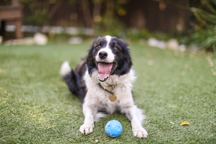 Playful pet portrait of the Border Collie dog lying on the grass with blue ball