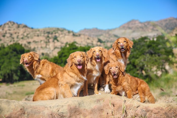 яркий портрет 5 коричневых собак, смотрящих в сторону камеры на фоне скалистых гор