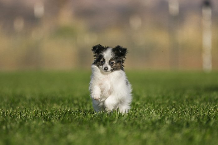 пример бизнеса игривой фотографии домашних животных, показывающий маленькую черно-белую собаку, бегущую по траве навстречу камере с размытым естественным фоном