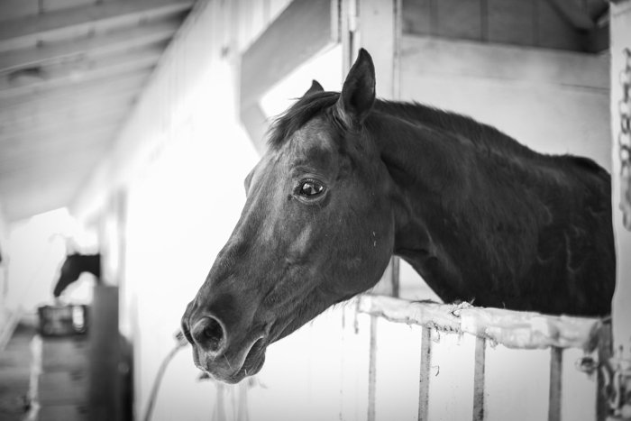 черно-белая фотография лошади, выглядывающей из конюшни
