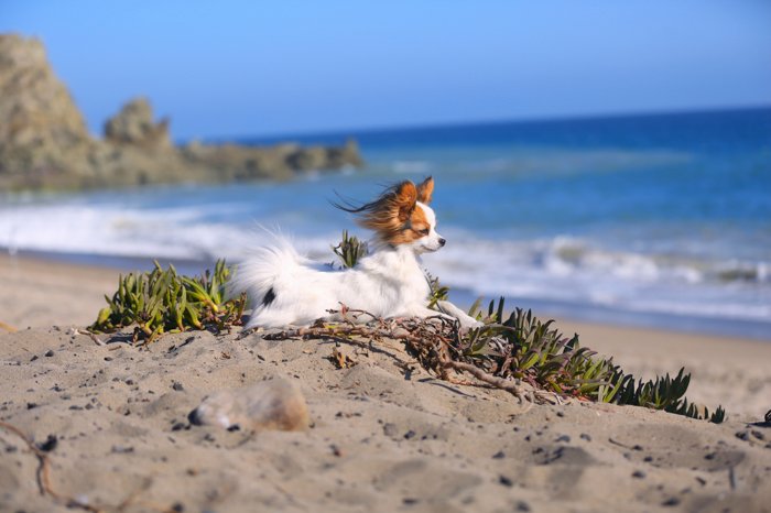 фото животных на пляже, маленькая коричнево-белая собака лежит на песке с океаном на заднем плане