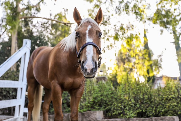 фотография коричневой лошади, смотрящей в сторону камеры, с размытым естественным фоном