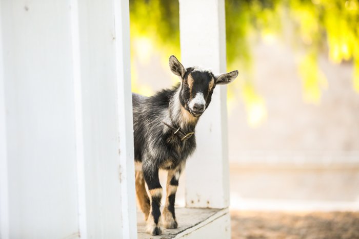 портретная фотография маленькой козы, выглядывающей из-за белой дверной рамы