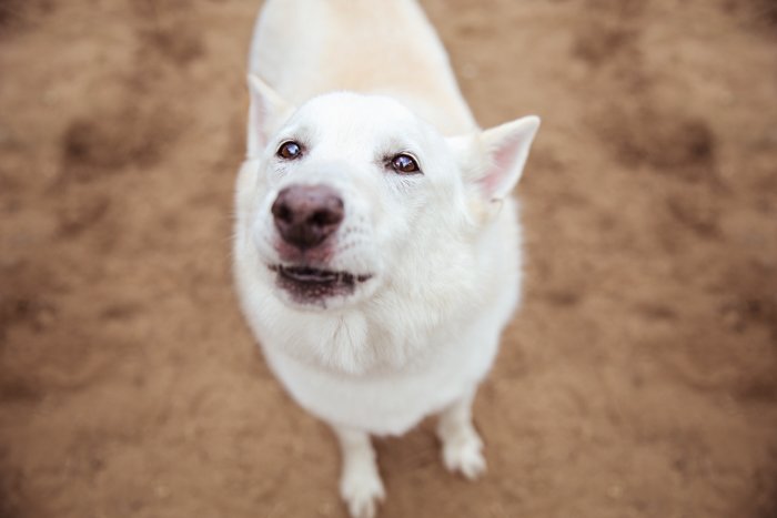 накладной портрет белой собаки, смотрящей вверх