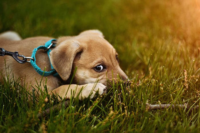 светло-коричневый щенок с синим поводком лежит на траве