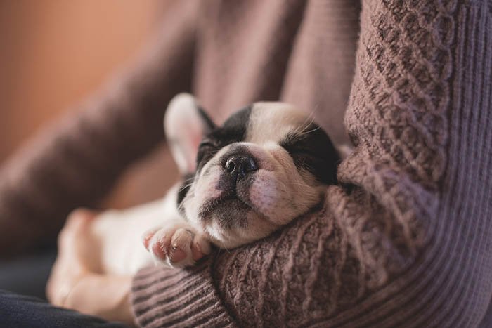 черно-белый щенок французского бульдога спит на чьих-то коленях, положив голову на локоть