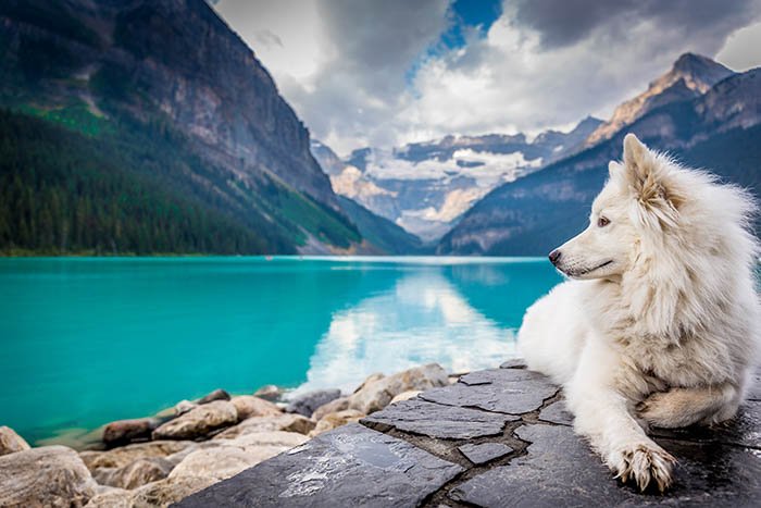фотография самоедской собаки с красивым пейзажем позади нее