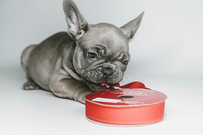 серый щенок французского бульдога играет с красными лентами