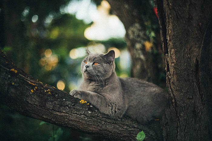 серый кот сидит на ветке дерева