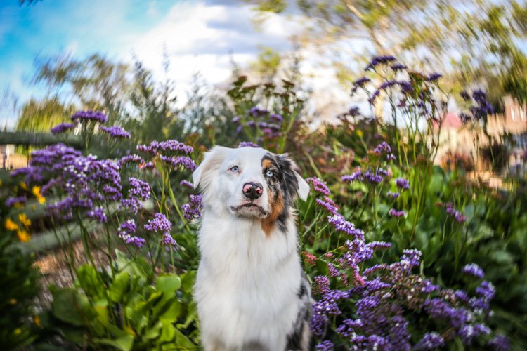 Белая собака сидит между фиолетовыми цветами, которые размыты