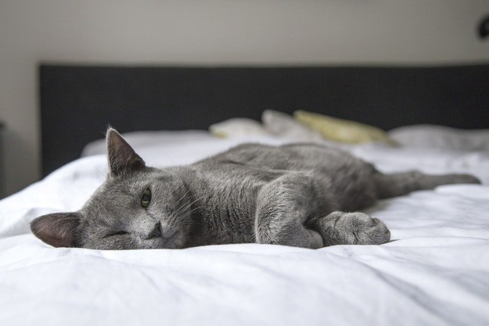 Серый кот лежит на кровати