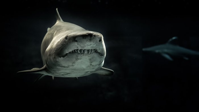 Фотография дикой природы акулы, сделанная под водой
