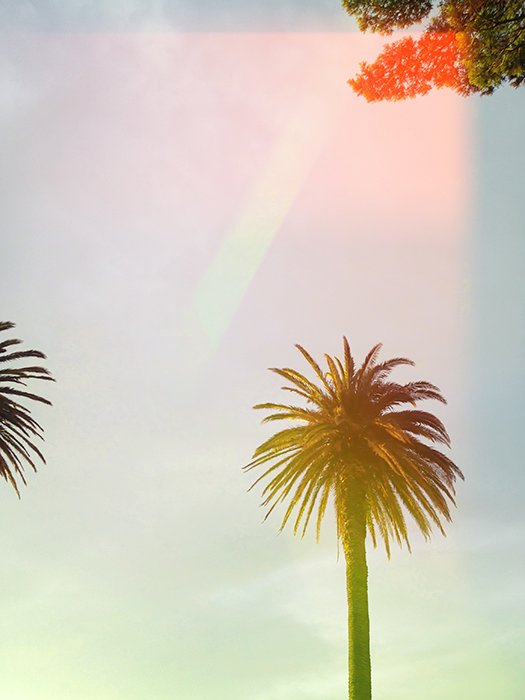 Фотография пальмы в стиле пленочной фотографии с утечками света