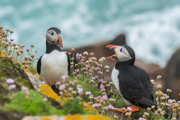Two puffins chatting