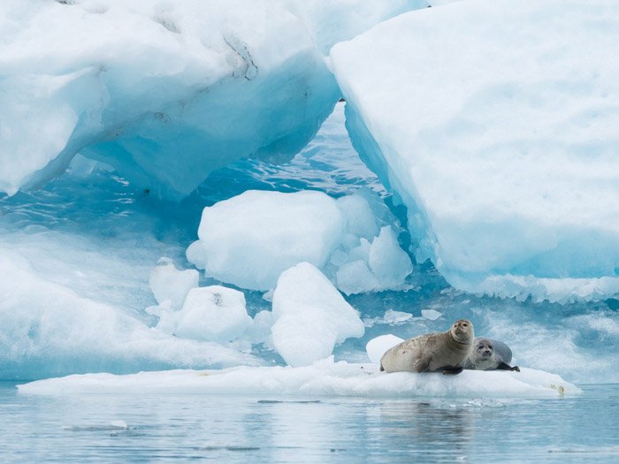 Два тюленя на айсберге
