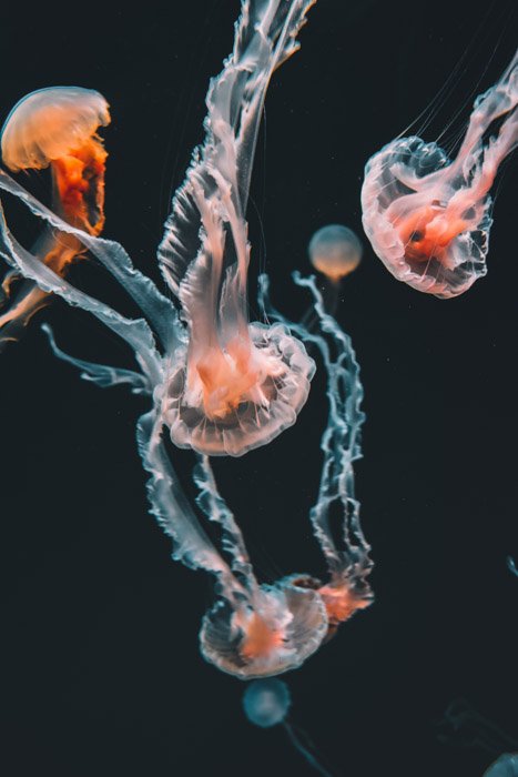 Свет очень важен в подводной фотографии дикой природы