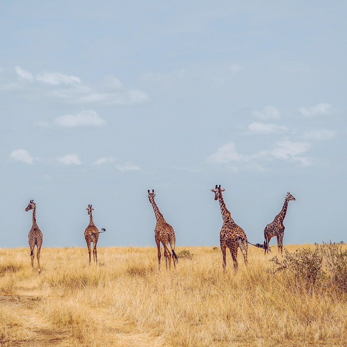 пять идущих жирафов