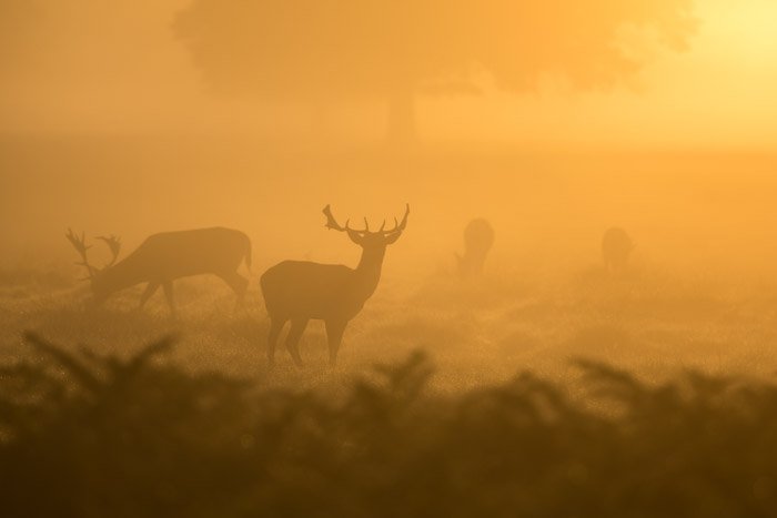 туманная фотография группы оленей
