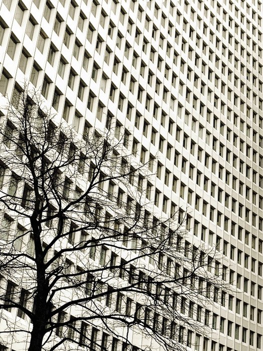 Фотография многооконного здания с очень четкими линиями и идеально повторяющимися прямоугольниками в сопоставлении с неровными изгибами дерева