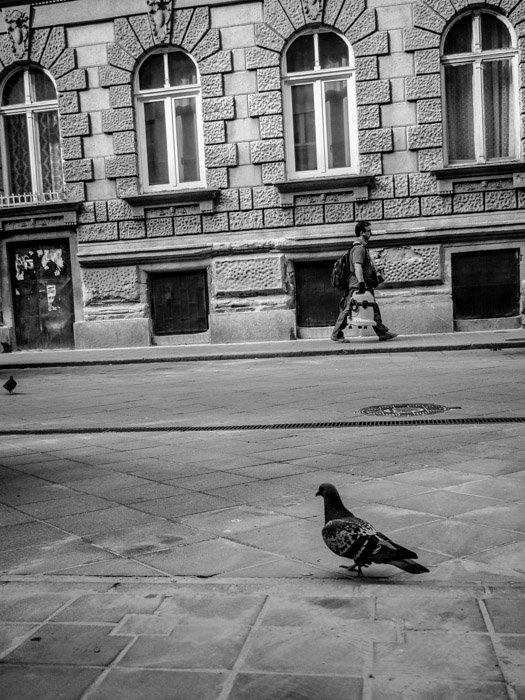 Черно-белая уличная фотография человека, идущего по улице с голубем на переднем плане в Будапеште, сделанная на камеру Panasonic gh5 Крейгом Халлом