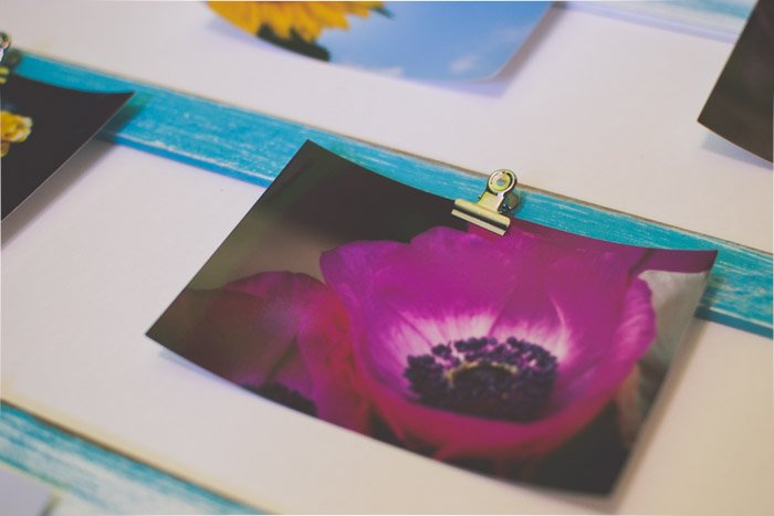 Фотография фиолетового цветка, прикрепленного к зеленой доске зажимом 