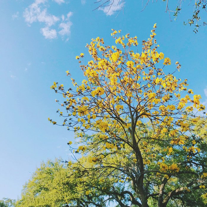 Фотография дерева с желтыми листьями на фоне голубого неба. 