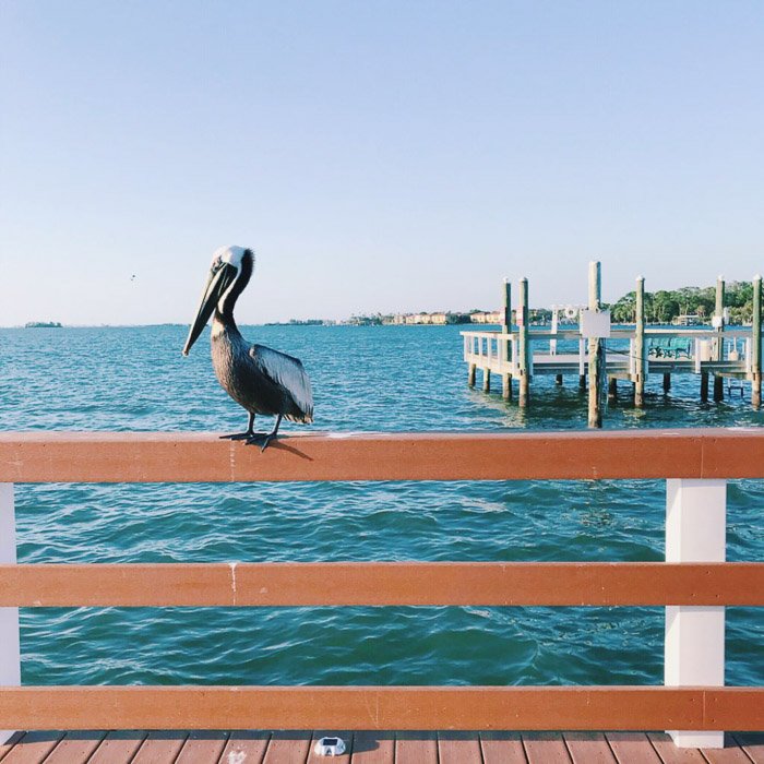Фотография пеликана, сидящего на деревянном заборе на фоне морского пейзажа, сделанная смартфоном.