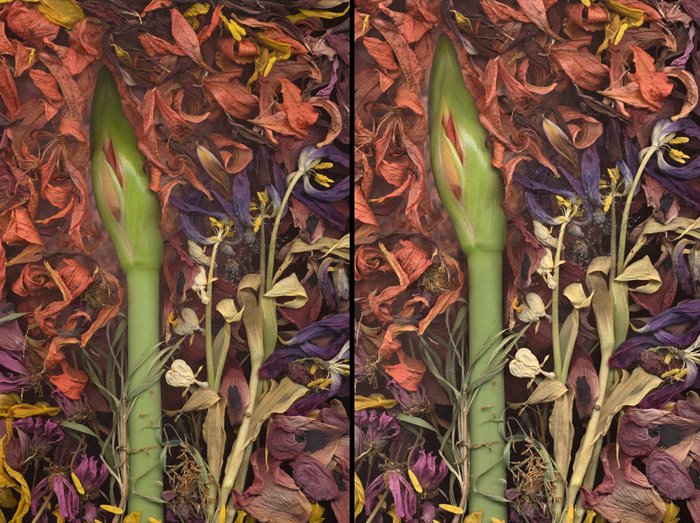 Диптих одного и того же сканографического изображения цветка в окружении лепестков для демонстрации тональной балансировки до и после. 