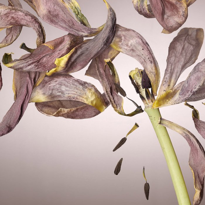 Красивый сканографический снимок светло-розового цветка, лепестки которого оторваны, а семена падают из центра