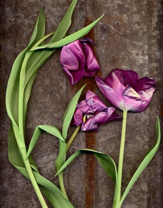 3 пурпурных тюльпана, запечатленных на планшетном сканере