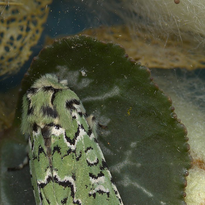 Пыльный сканографический снимок зеленой моли на листе