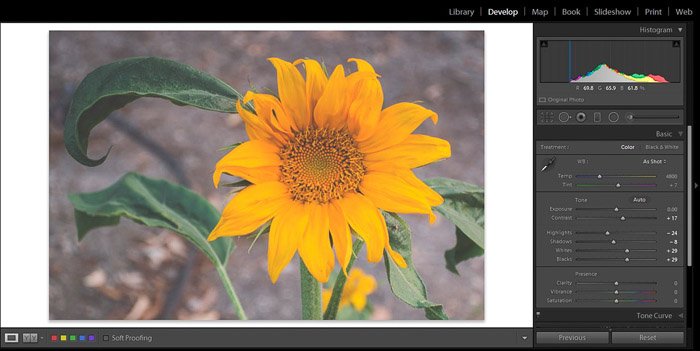 Скриншот редактирования цветочной фотографии в Adobe Lightroom