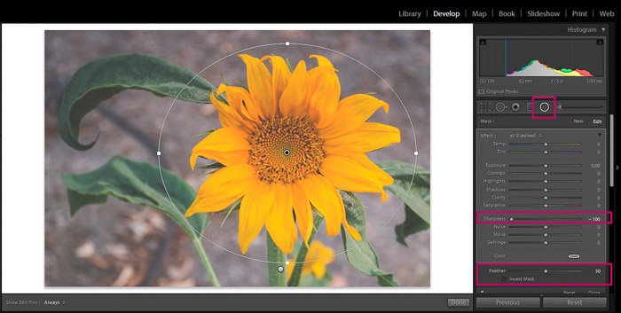 Скриншот Adobe Lightroom редактирование цветочной фотографии - Lightroom редактирование размытого фона