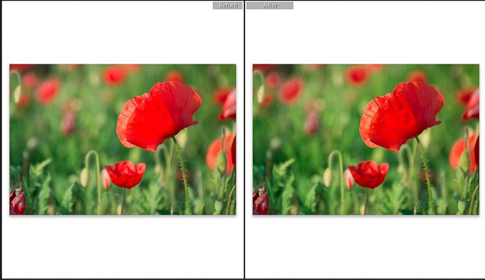 Скриншот редактирования цветочной фотографии в Adobe Lightroom - режимы просмотра редактирования в Lightroom - до и после съемки