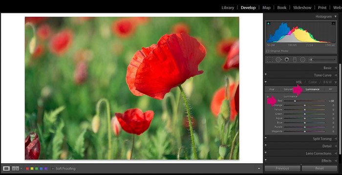 Скриншот редактирования Adobe Lightroom цветочной фотографии - вид редактирования Lightroom - яркость