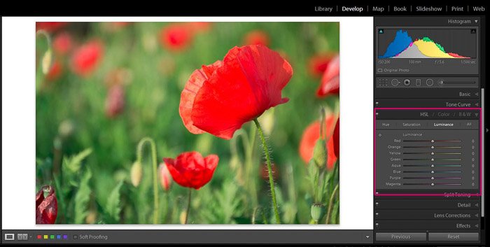 Скриншот редактирования Adobe Lightroom цветочной фотографии - советы по редактированию цветов в Lightroom
