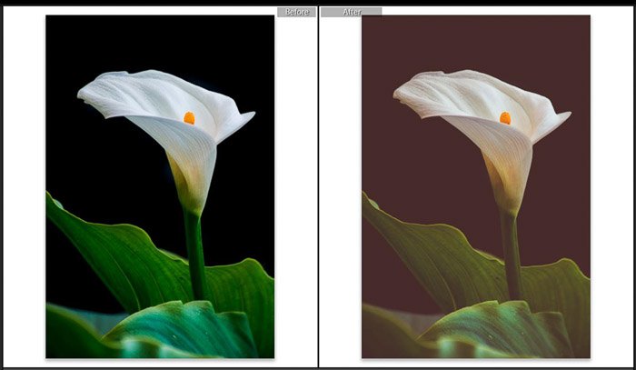 Скриншот Adobe Lightroom split toning до и после редактирования цветочной фотографии