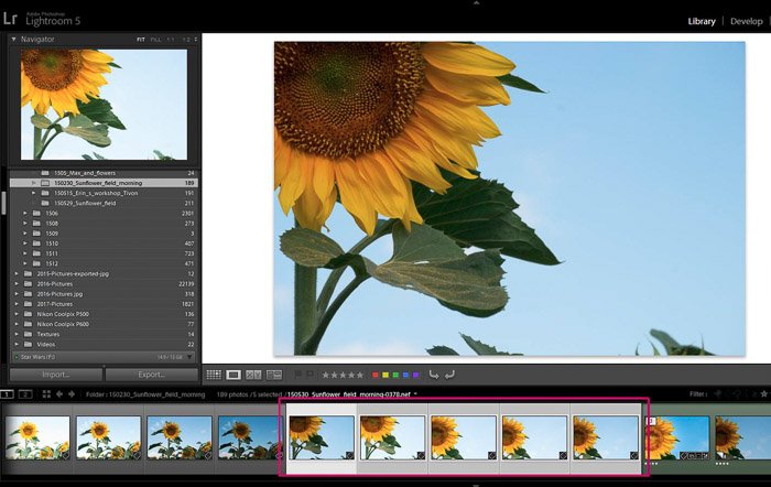 Скриншот Adobe Lightroom, открытый на фотографии цветка - советы по редактированию в Lightroom